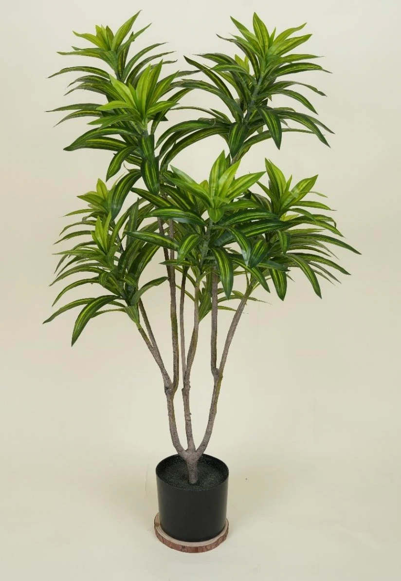 Lily Bamboo 286 Lvs Size : 105cm